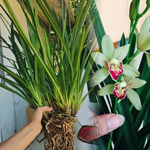 兰花建兰爆盆红剑一颗20苗左右