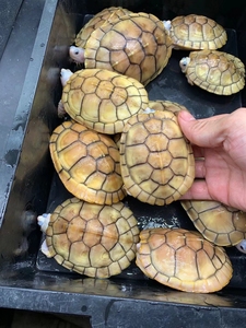 3公8母焦糖巴西龟,奶焦黄金甲,奶油焦糖,平均2.5左右一个