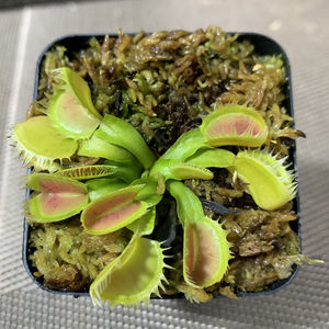 海神捕蝇草,一物一拍,清货,满68包邮中通