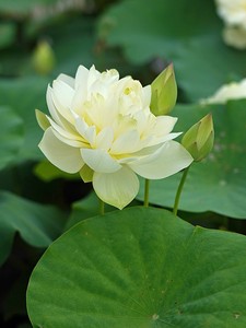 小微型碗莲(绿萼)白色勤花丰花碗莲种藕预售