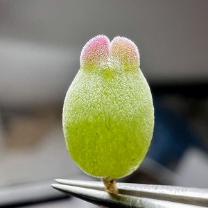 多肉植物番杏肉锥宝辉玉一脱苗