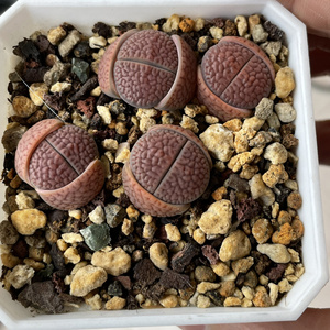 紫褐富贵 生石花 富贵玉 多肉植物 尺寸参考7方 4年母本