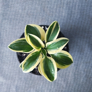 日本金边姬玉簪日本山野草