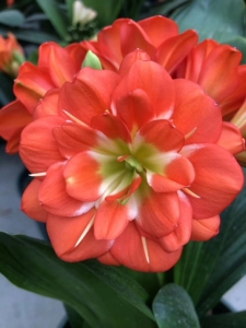 红花绿心重瓣君子兰苗子一颗.