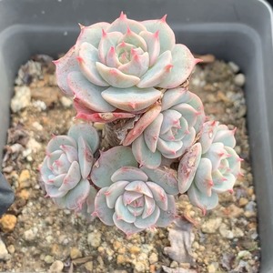 雪域多肉老桩群,旋转楼梯造型,控养精品,一物一拍,拍摄日期