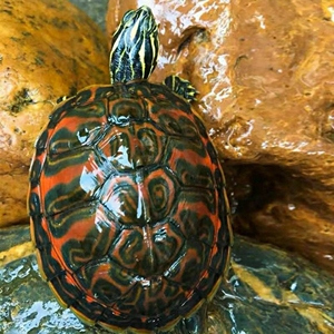 宠物龟招财火焰