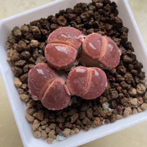 生石花 全窗日轮玉四头