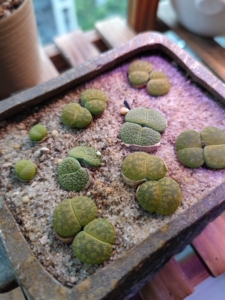 闲置生石花,饼干,巴厘玉,紫石榴