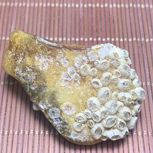 天然藤壶海飘 琥珀蜜蜡 海漂原石