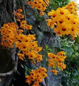 栗斑黄橙石斛 产自四川大凉山.确保带眼斑.