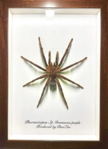 蓝紫海地蜘蛛标本