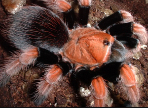 墨西哥血脚aph血脚捕鸟蛛    1~1.5厘米幼体   .