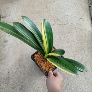 彩兰君子兰金边