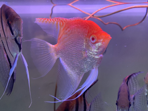 出钻石红头 烟熏 燕鱼各一条.45一条,状态佳 尺寸大,永清