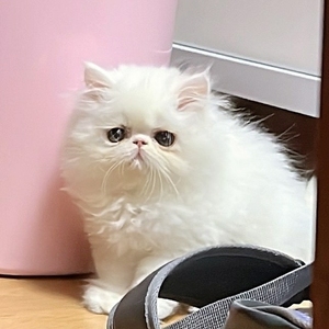 家养爆毛波斯猫纯白色长毛加菲猫网红小奶猫纯色幼猫灰白色加菲虎