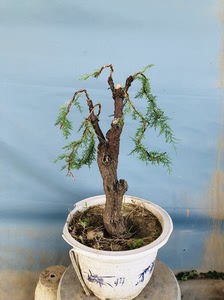 柽柳盆景,观音柳,毛沙柳,一物一图,带土球 脱盆带土球,诚信