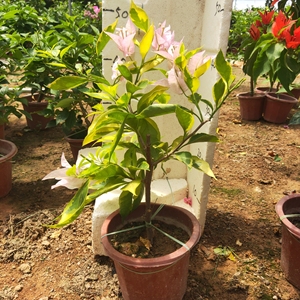 金边新加坡宫粉三角梅非常勤花,好看的品种