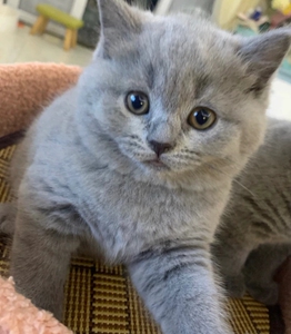 英短蓝猫,小胖子 大包子脸蓝猫宠物猫咪活体幼猫 英短宠物猫咪