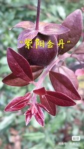 金弹子紫阳金丹品种嫁接桩