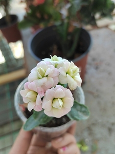 出苗子海豚大花对版长寿花重瓣实物拍摄