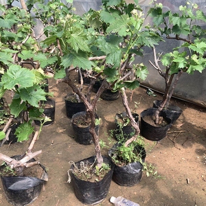 巨峰葡萄苗老桩