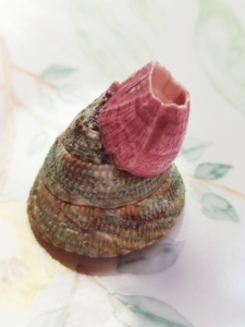 哈哈!霸气小共生～花斑钟螺(藤壶共生)