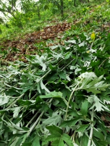 艾草,东北野生