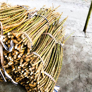 科瑞思商贸淘宝道教用品楠竹手工鞭把件竹鞭手镯乾坤圈阴阳环阴阳圈