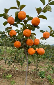 特价销售一批脆甜柿子树(1000棵)这个品种不用暖,不用脱涩