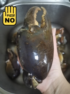 大青蟹脚