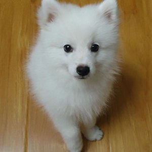 宠物狗活体 银狐犬纯种日本白色小型犬幼犬家养 狐狸狗家庭犬狗