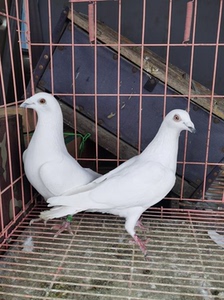 吐尼尔白信鸽种鸽一对,黑嘴白信沙眼,大鼻泡,全白无杂毛,鸽子
