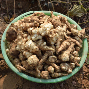 1斤19元包邮洋姜新鲜野生野菊芋鬼子姜地姜洋生姜芋头腌制酱泡