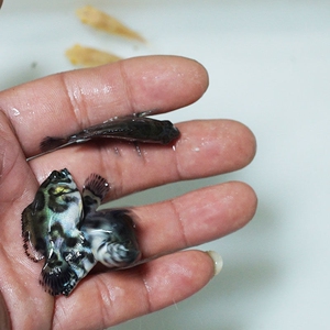 地图鱼活体猪仔鱼苗耐活好养热带小型观赏鱼大花黑猪黄金地图包邮