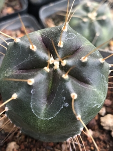 宇宙殿仙人球实生