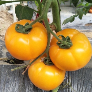 652人付款淘宝高秧大黄番茄种子黄金果大果西红柿黄柿子种籽肉厚味甜
