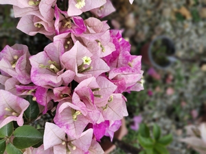 三角梅台湾小画报,也名末代皇后,原生小苗,花色多变,近省包邮