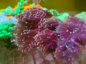 印尼分枝黑火柴头珊瑚黑杆粉点火柴珊瑚分支针叶lps珊瑚 随意