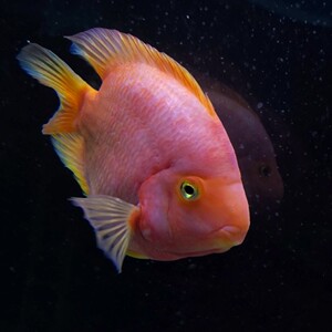 元宝鹦鹉鱼,长度大概19公分左右,状态很好,养了一年多,由于