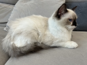 自家养的重点色布偶猫妹妹,眼很蓝阴阳鼻,白围脖白手套,6个月