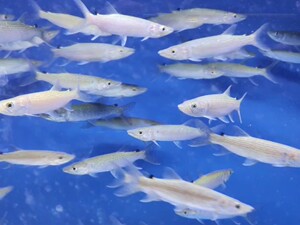 钻石火箭  颜色非常漂亮  状态非常好  鱼很稳定  尺寸大