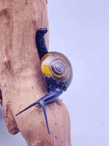 蓝蜗牛 非 非洲迷你蜗牛黑蜗牛灰巴小蜗牛