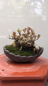 000人付款淘宝水杨梅盆景 老桩矮霸 盆宽13