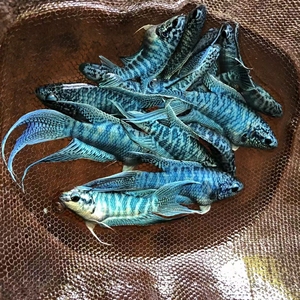 霸王蓝蛇一对25元包邮!冷水鱼,淡水鱼,中国斗鱼,好养耐