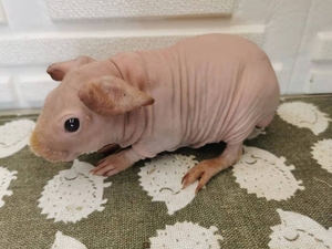 无毛荷兰猪 迷你小河马