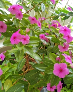 粉色五瓣莲盆栽,含盆高55cm左右,图一图二实拍图片,借名长