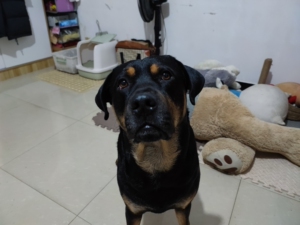 普罗特猎犬/普比猎犬借配,两岁半了,70斤,身体健康.看得上