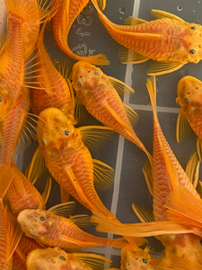 胡子鱼黄金胡子鱼蓝眼胡子种鱼胡子种鱼清缸鱼,公9 ,母7