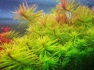 001人付款淘宝古巴叶底红中后景水草水下叶荷兰景造景红太阳阳性有茎