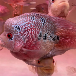 十八罗汉鱼元宝罗汉麒麟鹦鹉鱼好养易活风水招财鱼热带观赏鱼